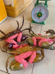 Kèo thơm - Cua Cà Mau sống đi bay - Bao kẹp tại Quảng Nam