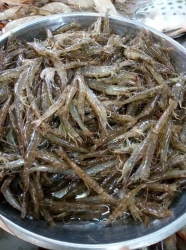 Tôm đất sáng mai vô nhiều giá hạ nhiệt tại Quảng Nam
