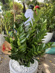 Cây kim tiền vườn đủ size tại Quảng Nam