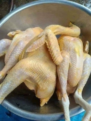 Gà tre, Gà còn nhiều ai ăn tại Quảng Nam