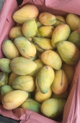 Xoài mút tại Quảng Nam