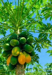 Chính chủ cần bán lô đất Quế Xuân 2 tại Quảng Nam